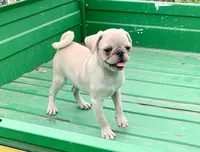 Rocky, a male Pug for sale in Schulenburg, TX – Photo 8 of 10