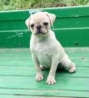 Rocky, a male Pug for sale in Schulenburg, TX – Photo 10 of 10