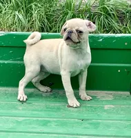 Rocky, a male Pug for sale in Schulenburg, TX – Photo 6 of 10