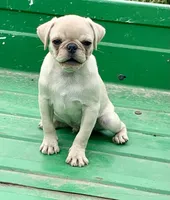 Rocky, a male Pug for sale in Schulenburg, TX – Photo 7 of 10