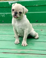 Rocky, a male Pug for sale in Schulenburg, TX – Photo 3 of 10