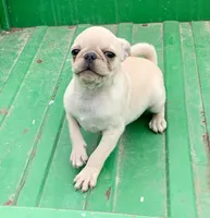 Rocky, a male Pug for sale in Schulenburg, TX – Photo 4 of 10