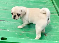 Katie, a female Pug for sale in Schulenburg, TX – Photo 5 of 10