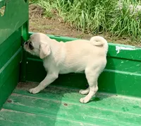 Katie, a female Pug for sale in Schulenburg, TX – Photo 6 of 10
