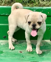 Katie, a female Pug for sale in Schulenburg, TX – Photo 2 of 10