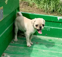 Katie, a female Pug for sale in Schulenburg, TX – Photo 3 of 10