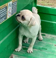 Katie, a female Pug for sale in Schulenburg, TX – Photo 8 of 10