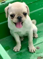 Katie, a female Pug for sale in Schulenburg, TX – Photo 7 of 10