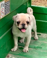 Katie, a female Pug for sale in Schulenburg, TX – Photo 4 of 10