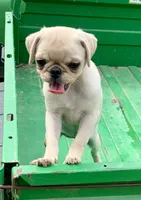 Katie, a female Pug for sale in Schulenburg, TX – Photo 9 of 10