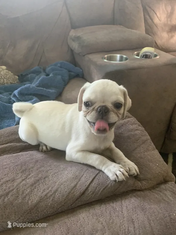Ace – Pug puppy for sale in Schulenburg, TX