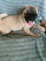 Goose, a male Pug for sale in Schulenburg, TX – Photo 3 of 10