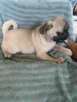 Goose, a male Pug for sale in Schulenburg, TX – Photo 6 of 10