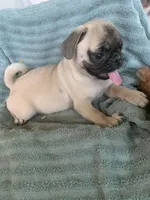 Goose, a male Pug for sale in Schulenburg, TX – Photo 2 of 10