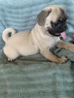 Goose, a male Pug for sale in Schulenburg, TX – Photo 9 of 10