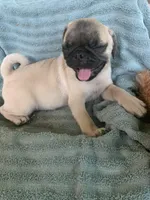 Goose, a male Pug for sale in Schulenburg, TX – Photo 8 of 10