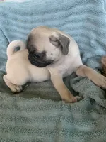 Goose, a male Pug for sale in Schulenburg, TX – Photo 5 of 10