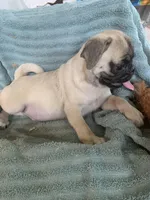 Goose, a male Pug for sale in Schulenburg, TX – Photo 4 of 10