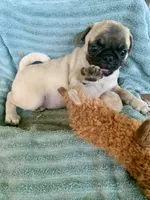 Goose, a male Pug for sale in Schulenburg, TX – Photo 1 of 10