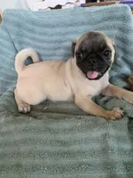Goose, a male Pug for sale in Schulenburg, TX – Photo 10 of 10