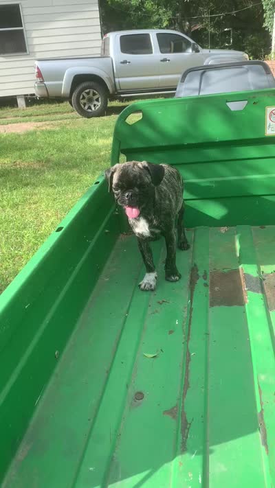 Peanut, a male Pug for sale in Schulenburg, TX – 7 of 7