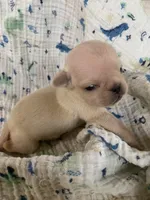 Mia, a female Pug for sale in Schulenburg, TX – 5 of 5