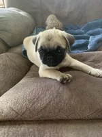 Cringle, a male Pug for sale in Schulenburg, TX – 1 of 10