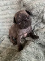 Muffin , a female Pug for sale in Schulenburg, TX – Photo 1 of 9