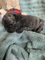 Muffin , a female Pug for sale in Schulenburg, TX – Photo 2 of 9