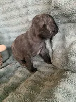 Muffin , a female Pug for sale in Schulenburg, TX – Photo 4 of 9