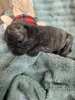 Muffin , a female Pug for sale in Schulenburg, TX – Photo 6 of 9