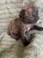 Muffin , a female Pug for sale in Schulenburg, TX – Photo 8 of 9