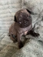 Muffin , a female Pug for sale in Schulenburg, TX – Photo 5 of 9