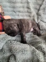 Muffin , a female Pug for sale in Schulenburg, TX – Photo 7 of 9