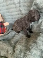 Muffin , a female Pug for sale in Schulenburg, TX – Photo 3 of 9