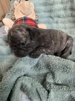 Muffin , a female Pug for sale in Schulenburg, TX – Photo 9 of 9