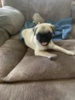 Cringle, a male Pug for sale in Schulenburg, TX – 2 of 10