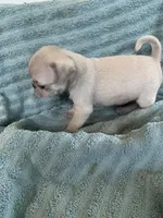 Copper, a male Pug for sale in Schulenburg, TX – Photo 9 of 10