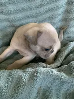 Copper, a male Pug for sale in Schulenburg, TX – Photo 5 of 10