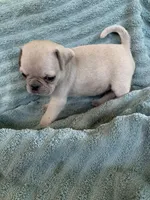 Copper, a male Pug for sale in Schulenburg, TX – Photo 2 of 10