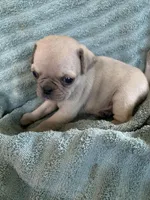 Copper, a male Pug for sale in Schulenburg, TX – Photo 4 of 10