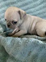 Copper, a male Pug for sale in Schulenburg, TX – Photo 1 of 10