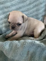 Copper, a male Pug for sale in Schulenburg, TX – Photo 7 of 10