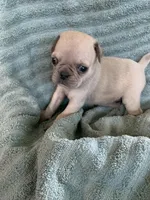 Copper, a male Pug for sale in Schulenburg, TX – Photo 6 of 10