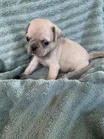 Copper, a male Pug for sale in Schulenburg, TX – Photo 3 of 10