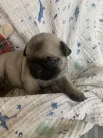 Katie, a female Pug for sale in Schulenburg, TX – Photo 3 of 4