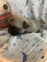 Katie, a female Pug for sale in Schulenburg, TX – Photo 2 of 4