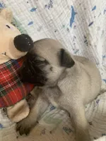 Katie, a female Pug for sale in Schulenburg, TX – Photo 4 of 4