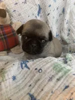 Katie, a female Pug for sale in Schulenburg, TX – Photo 1 of 4