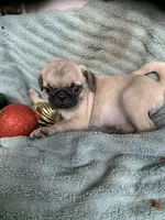 Star, a female Pug for sale in Schulenburg, TX – Photo 5 of 10